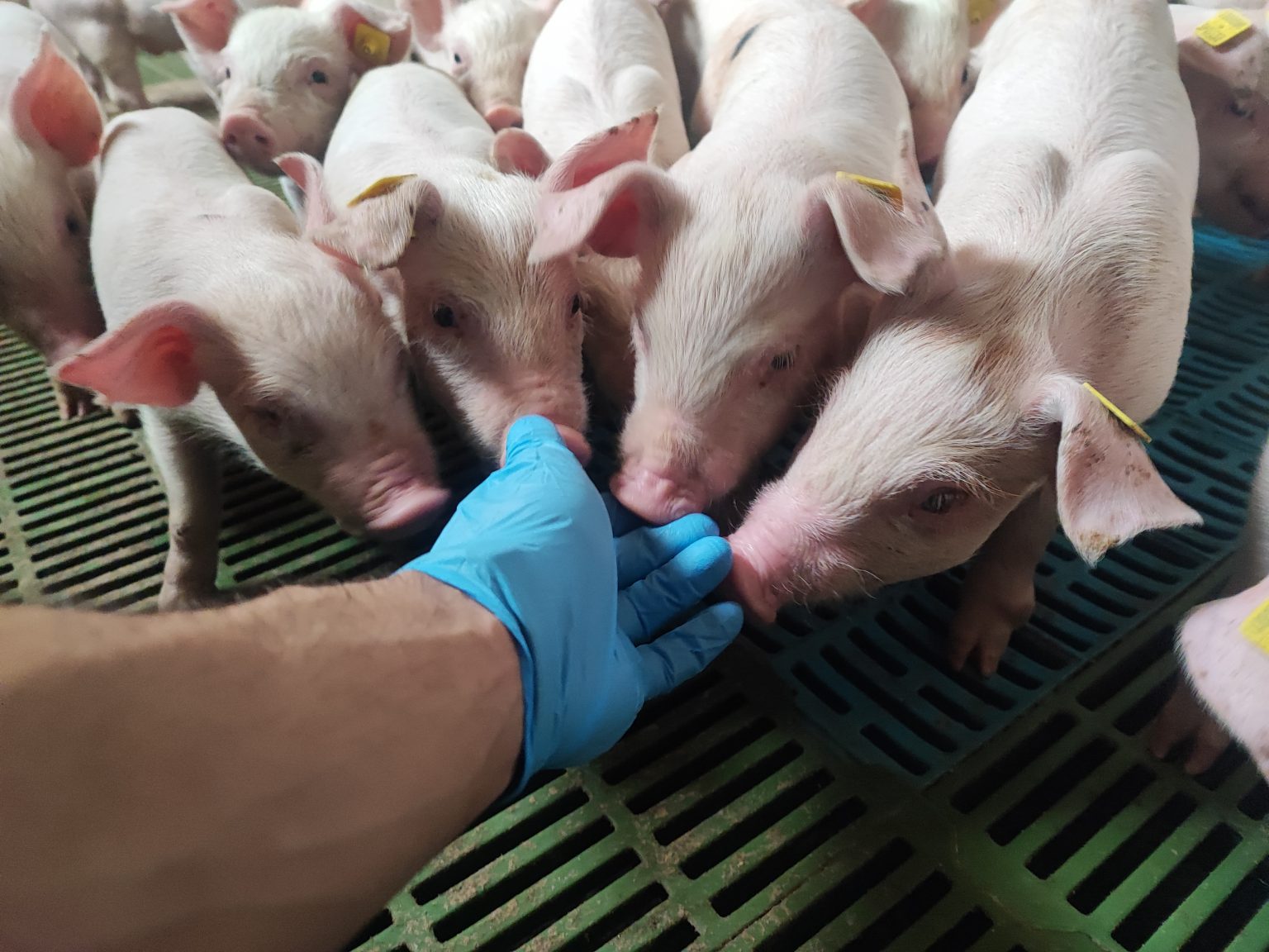 Real Decreto 809/2025 Bienestar Animal Porcino
